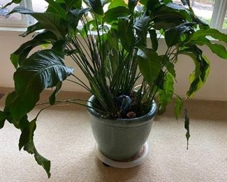 Peace Lily In Pot