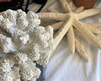 Coral and star fish
