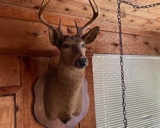 Deer mounts