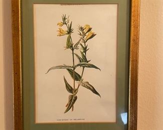 Pair of framed botanical lithographs. Photo 1 of 2. 