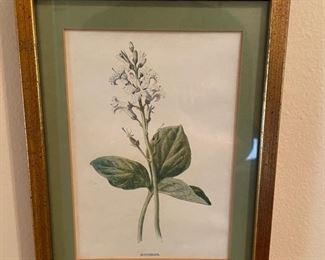 Pair of framed botanical lithographs. Photo 2 of 2. 