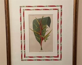 Framed pepper botanical lithograph. Photo 1 of 2. 