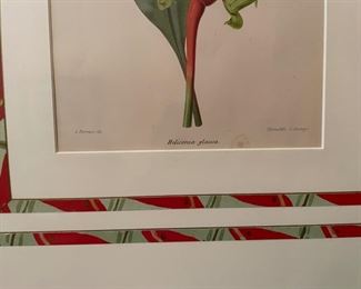 Framed pepper botanical lithograph. Photo 2 of 2. 