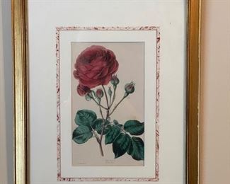 Framed rose botanical lithograph. 