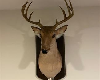 Talking & Singing Dear Head. 