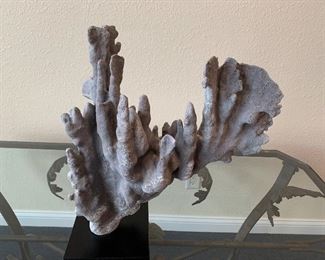 Large grey coral