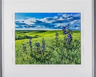 2022 Barbara Van Slyke, Blue Wild Indigo