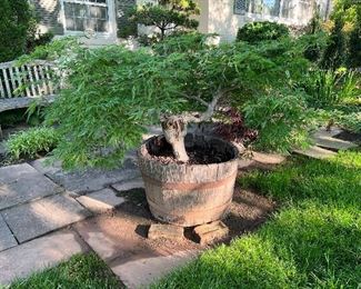 Potted Japanese maple
