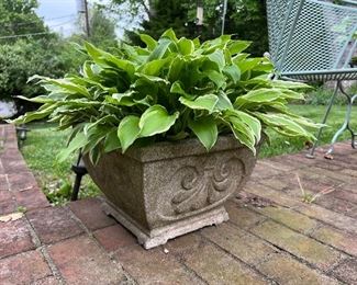 2 matching Concrete Outdoor planting pots