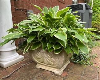 2 matching Concrete Outdoor planting pots