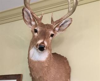Taxidermy 
