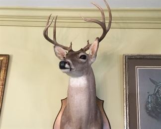 Taxidermy 