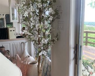 Silk dogwood in southwestern potsilk tree