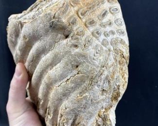 Huge Fossil Mammoth Tooth From Brazos River, Texas. Found by the seller years ago! Appears to be mostly or completely fossilized. Guaranteed authentic.