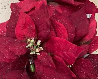 Poinsettia Clips