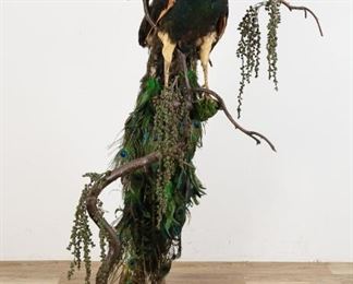 101	Peacock Full Body Taxidermy Mount	"Peacock full body taxidermy mount. 20th Century. Full body peacock taxidermy sitting atop a Victorian varnished tree branch, artificial vines and foliage, all sitting upon a composite painted tree stump. Some slight wear and deterioration on peacock's body. 

65"" H x 6"" diameter of base"
