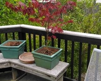Japanese red maple