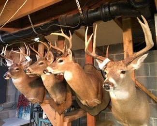 A herd of deer heads