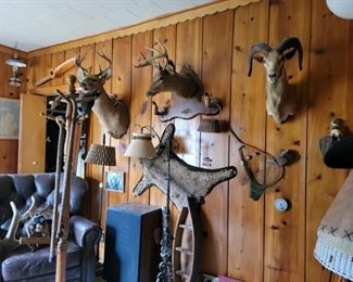 Animal Mounts