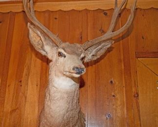 D80 0467 Crop Deer Wall Mount