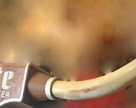 Lite Beer Steer Horns