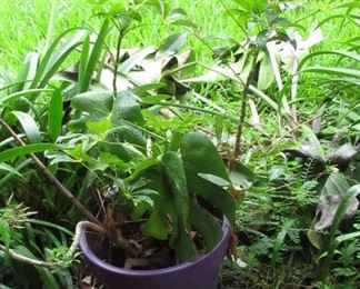 One of several large plants being offered. Very hearty survived years without watering or care