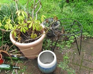 One of several large plants being offered. Very hearty survived years without watering or care