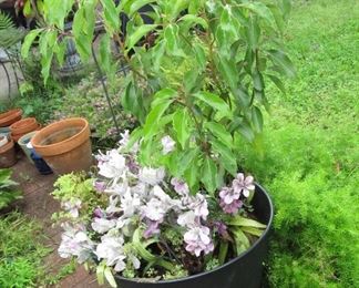 large plaint has survived for several years with no care very hearty