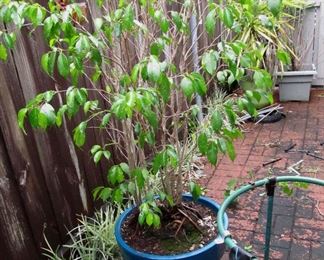 very hearty plant, survived for years with no care. Only watered by nature. No plant steroids here.