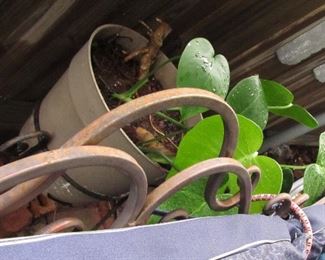 Another hearty plant