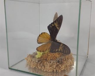 Taxidermy Butterfly in Glass Case	