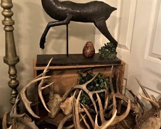 Collection of antlers