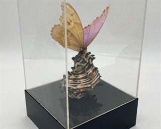 Butterfly taxidermy