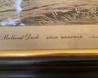 Audubon Mallard duck engraving