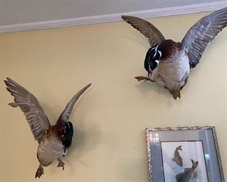 Duck mounts