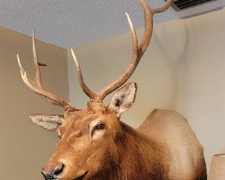 Large Taxidermy Moose Head Mount