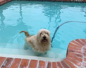 PLEASE STAY OUT OF MY POOL!
THANK YOU,
CHICO