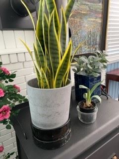 Snake Plant and Planter
