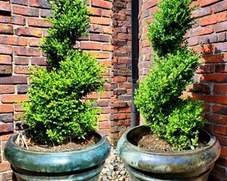 Pair potted shrubs #6