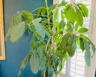 ______$100 
Large plant 9' in burgundy planter
• 95high