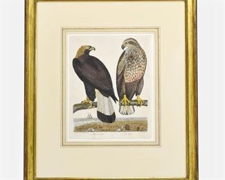 Warnicke and Wilson "Sea Eagle and Ring Tail Eagle" 19thC Framed Engraving