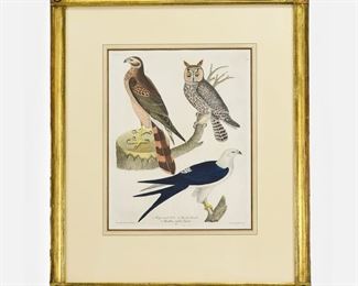 Alexander Wilson "Long-Eared Owl, Marsh Hawk, and Swallow Tailed Hawk" Antique Bird Engraving