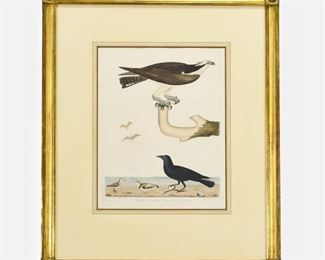 Alexander Wilson "Fish Hawk Fish Crow Ring Plover and Least Snipe" Antique Engraving