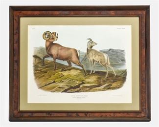 Audubon "Ovis Montana, Rocky Mountain Sheep" Lithograph