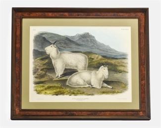 Audubon "Capra Americana" Goats Lithograph