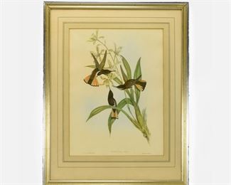 Gould - Pied Jacobin Hummingbird Florisuga Ater Lithograph