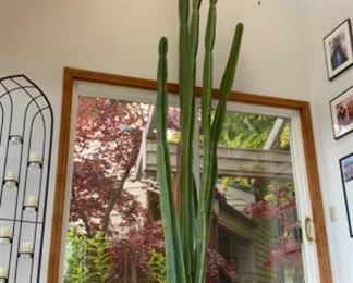 14-16 foot cereus cactus in terracotta pot