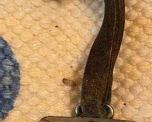 Old Knights of Columbus Watch Fob