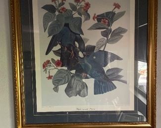 Audubon Framed Print