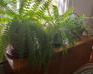 Live Plants (Ferns)